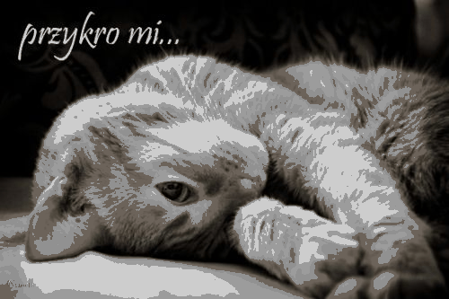 Kotek z napisem przykro mi